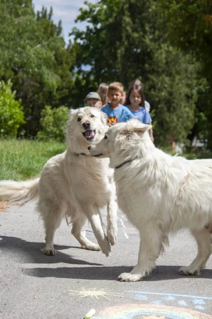 Hunde am Festival