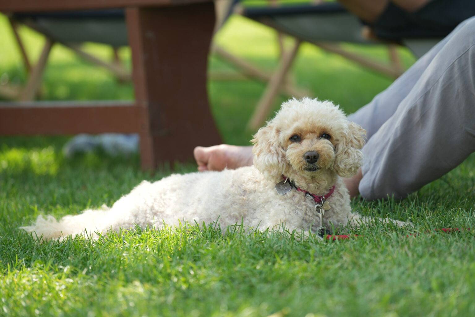 Hund am Festival